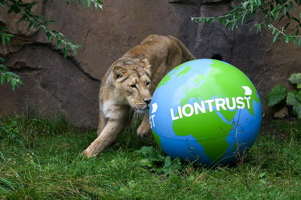 Lion with Liontrust ball